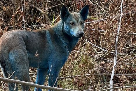 Tres perros con pelaje azul fueron vistos en la zona de exclusión de Chernobyl.