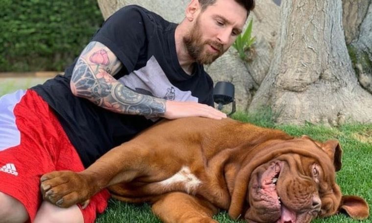 Hulk, el perro gigante de Leo Messi, tiene una vida llena de lujos El Dogo de Burdeos llegó a la familia en el año 2016. Foto: @leomessi