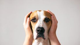 ¡Cuidado con las orejitas! Con estos consejos podrás proteger a tu perro del frío invernal Foto: Freepik