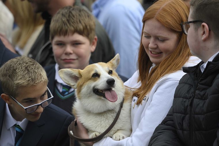 Los perros corgi eran los favoritos de la Reina Isabel II. Foto: EFE