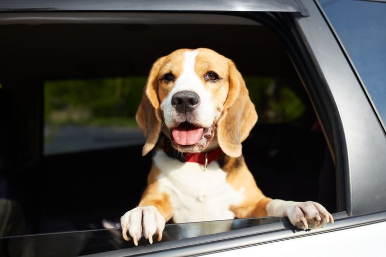 Mantener la rutina de alimentación y paseo ayuda a reducir el estrés de las mascotas. Foto: Shutterstock