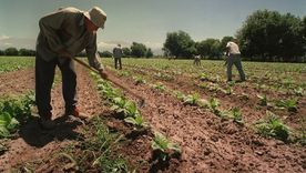 La medida firmada por Javier Milei, Guillermo Francos y Sandra Pettovello se adopta en respuesta a los pedidos de representantes de las economías regionales, sindicatos rurales y asociaciones de productores. La medida firmada por Javier Milei, Guillermo Francos y Sandra Pettovello se adopta en respuesta a los pedidos de representantes de las economías regionales, sindicatos rurales y asociaciones de productores.