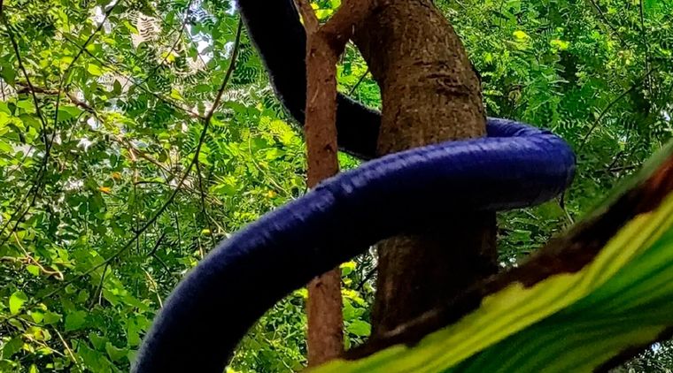 Filobot, el robot inspirado en las plantas trepadoras Foto: Gentileza mundodeportivo.com