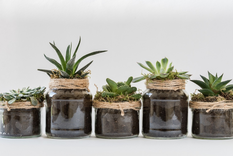 la guia definitiva para reproducir las plantas de interior y exterior
