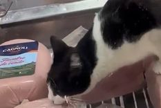El gato por el que fue clausurada la fiambrería Foto: Captura de video