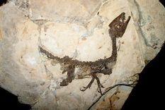 extincion: no fue un meteorito, fue un microbio