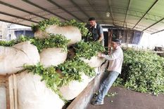 yerba mate: las razones detras de los datos en rojo en produccion y ventas yerba mate: las razones detras de los datos en rojo en produccion y ventas