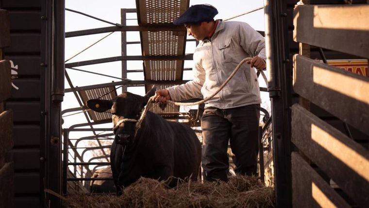 Ejemplar de Brangus llegando a La Rural. Foto: Instagram.com/brangusargentina