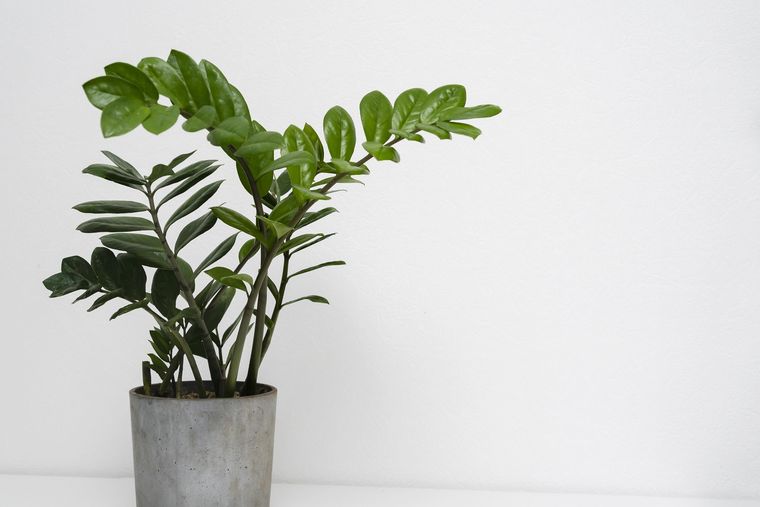 Jardinería. Ideal para principiantes. Jardinería. Ideal para principiantes.