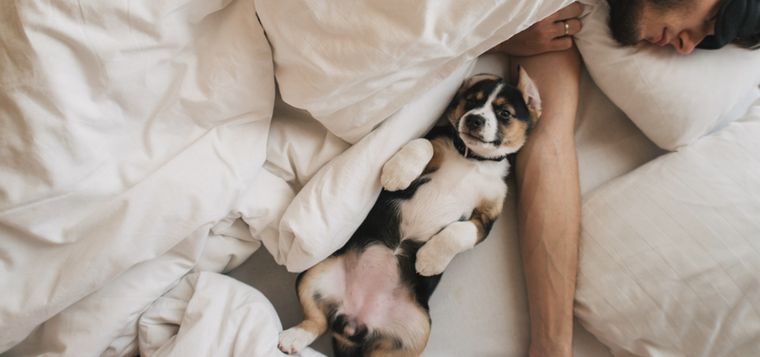 Los perros disfrutan de tu calor y tu compañía Foto: Shutterstock