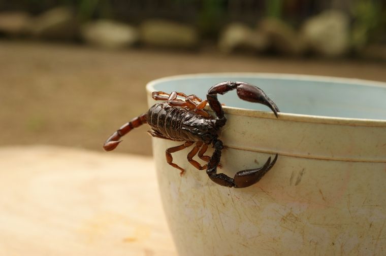 Preocupación por la aparición de alacranes en el Colegio Lengüitas Foto: Pixabay