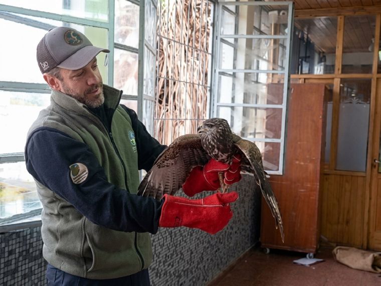 El ave apareció dentro de un colegio de Ciudad y no podía salir. Intervino Fauna y fue liberada en buen estado tras un operativo controlado.