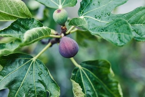 Estos árboles aportan sombra, verde y producción en casas con poco espacio. Foto: Shutterstock