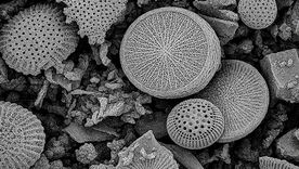 Materiales adsorbentes desarrollados a partir de la revalorización de residuos industriales. Materiales adsorbentes desarrollados a partir de la revalorización de residuos industriales.