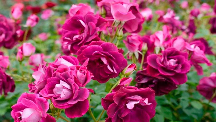 Muchas rosas son sorprendentemente tolerantes a la sequía. Foto: Shutterstock/marinatakano