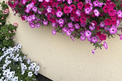 MDZol | plantas1