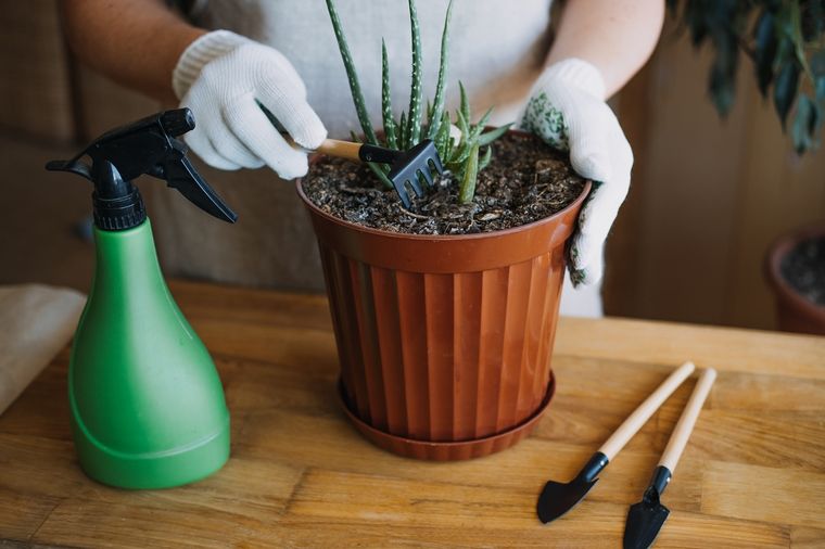 Tus plantas lucirán increíbles. Foto: SHUTERSTOCK