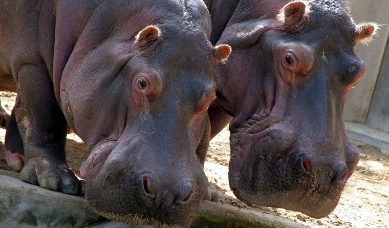 Los hipopótamos tienen alta capacidad de reproducción. Foto: Efe.