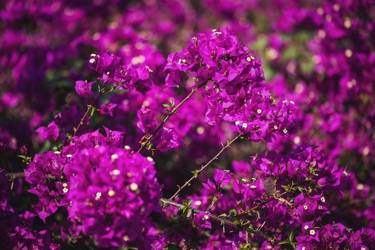 Con este abono casero las plantas crecerán fuertes y sanas Foto: Shutterstock