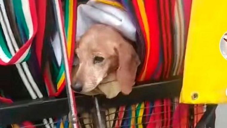 La moda de celebrar cumpleaños a las mascotas y compartirlo en redes sociales su ha vuelto más común en los últimos años Foto: El Doce