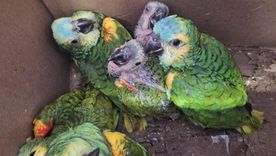 Rescataron a más de 13 loros habladores a punto de ser vendidos por redes sociales Rescataron a más de 13 loros habladores a punto de ser vendidos por redes sociales