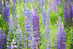 El lupino es una planta que enriquece el suelo porque le proporciona nitrógeno. Foto: Pixabay