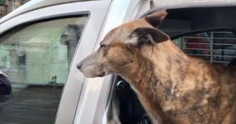 El perro fue rescatado por policías que rompieron un vidrio del vehículo Foto: X @MariaAlejaSanMr