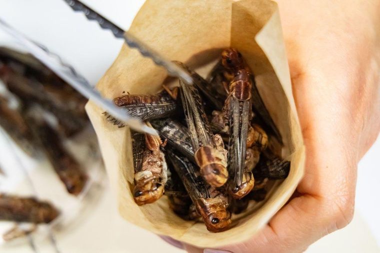 En la cocina mexicana se vienen utilizando los insectos como parte de los platos.