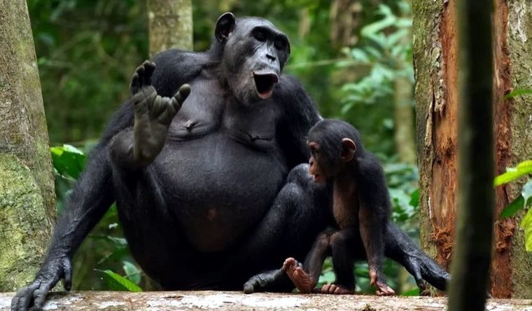 Los chimpancés Asanti y Akuna vocalizan. Foto: Dpa.
