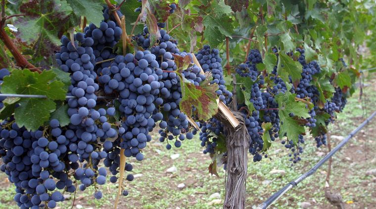 Foto: Alf Ponce / MDZ