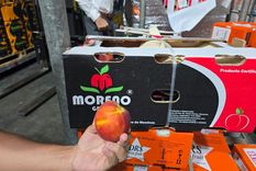 El durazno en fresco de Mendoza volverá a venderse en los Emiratos Árabes Unidos.&nbsp;