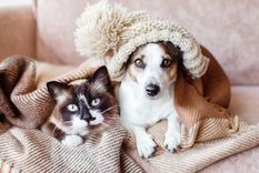 La expectativa de vida de un perro varía significativamente entre razas. La expectativa de vida de un perro varía significativamente entre razas.