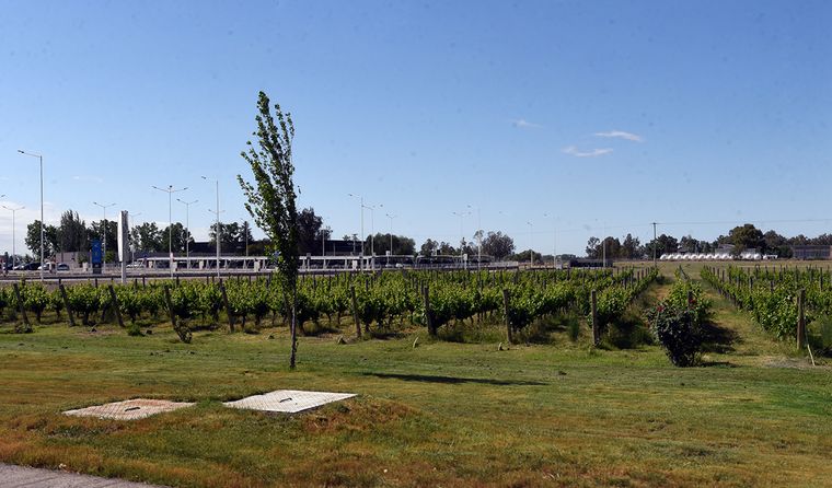 viñedos aeropuerto mendoza (1)