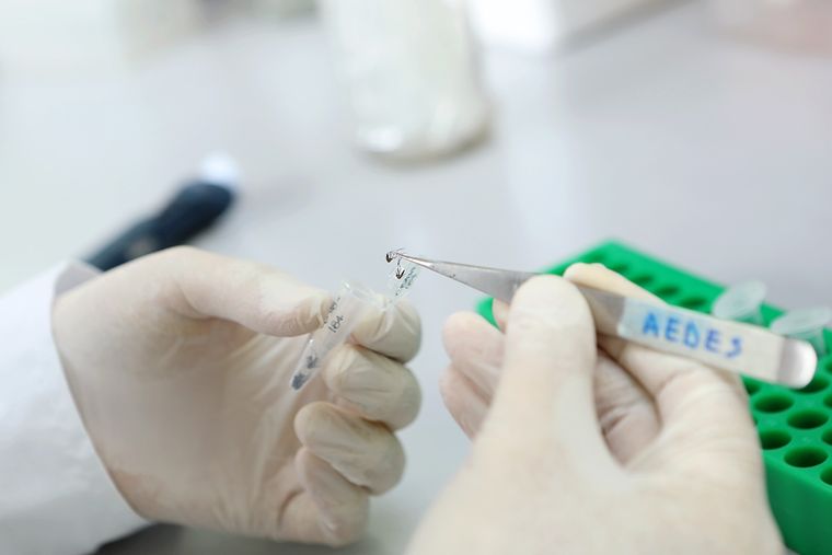 Investigadores del Laboratorio de Neurobiología de Insectos indicó la mutación genética en mosquitos Aedes aegypti Foto: Universidad de La Plata