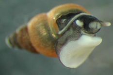 identifican un agresivo caracol invasor en chile y sudamerica