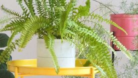 Una planta que hay que atender. Una planta que hay que atender.