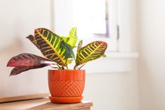 Plantas que destilan belleza.&nbsp;