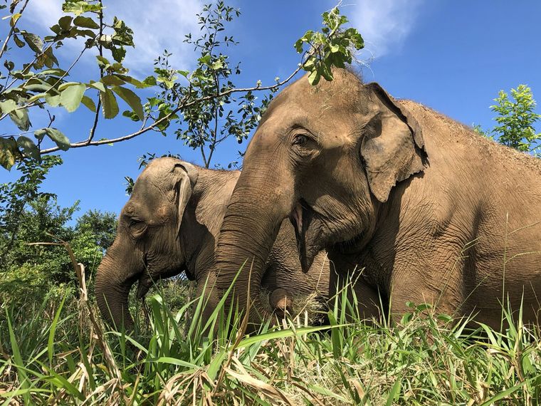 Pocha y Guillermina serán trasladadas a un santuario en Brasil