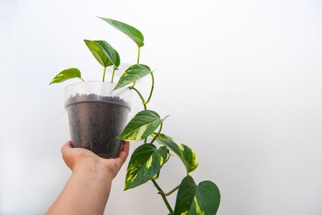 El potus es una planta infaltable para la decoración de casa. Foto: Shutterstock El potus es una planta infaltable para la decoración de casa. Foto: Shutterstock