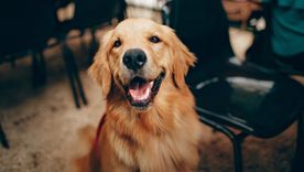 perro Un sueño con varios significados. Foto: Shutterstock
