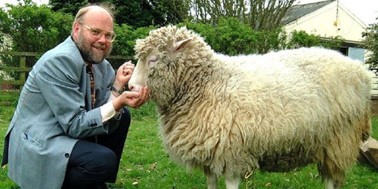 Uno de los padres de la oveja Dolly murió este domingo. Foto: EFE