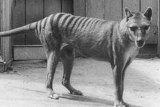 el multimillonario plan para revivir al tigre de tasmania, extinguido hace 86 anos