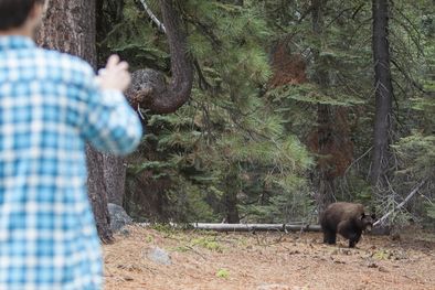 MDZol | Los intentos de unos libertarios por probar sus ideas en un pequeño pueblo terminaron en un choque con unos osos Foto: BBC