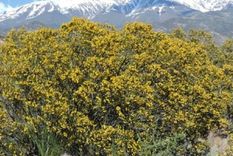 La jarilla es un arbusto autóctono cuya extracción de la naturaleza está prohibida.