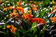 Este secreto hará la clivia se vea más hermosa que nunca Foto: Shutterstock