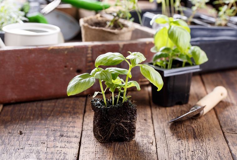 Hay trucos de jardinería para hacer crecer a las plantas de forma rápida Foto: SHUTTERSTOCK