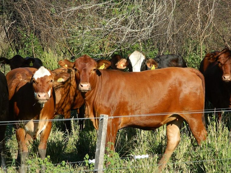 Implementarán un nuevo mecanismo para controlar al ganado en el país Foto: Archivo MDZ