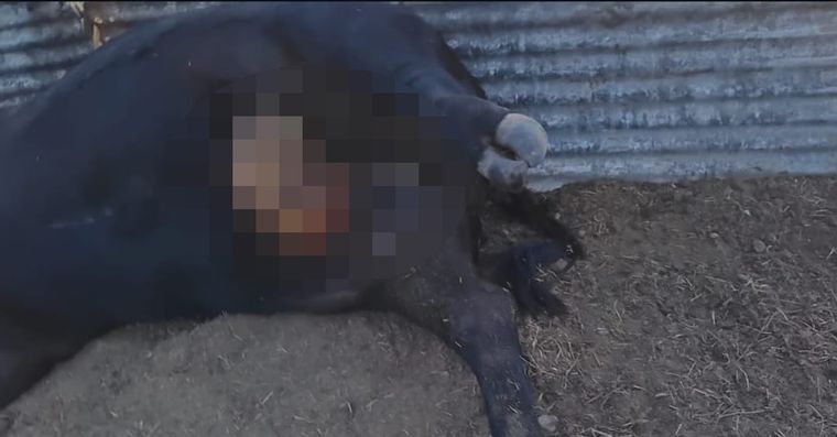 Vaca mutilada en General Alvear.