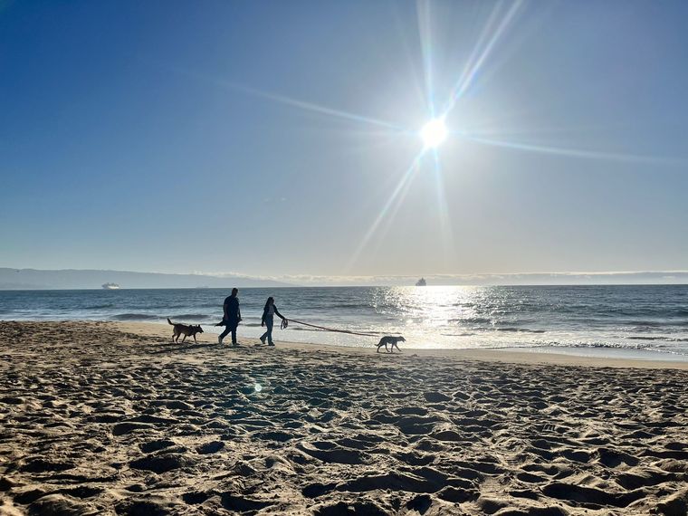 Las mascotas deben permanecer con la correa puesta Foto: Foto: Andrea Ginestar/MDZ