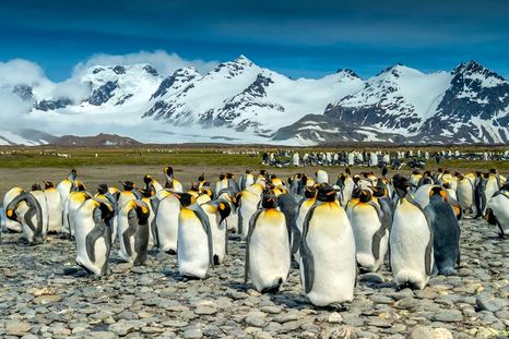 Pingüinos en las islas Georgias del Sur. Foto: swoop-antarctica.com